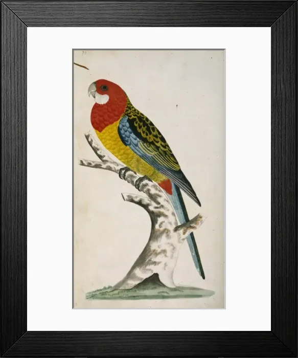 Framed Print : Platycercus eximius, eastern rosella Framed Print : Platycercus eximius, eastern rosella