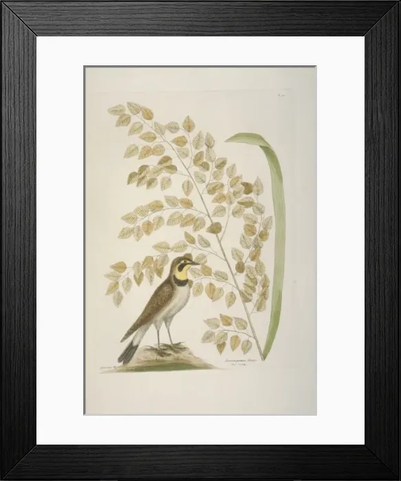 Framed Print : Eremophila alpestris, horned lark Framed Print : Eremophila alpestris, horned lark