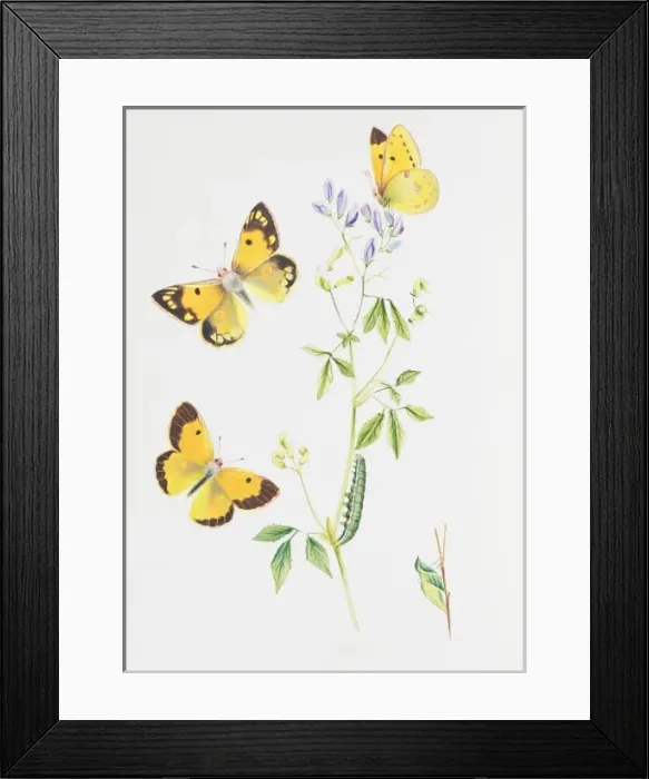 Framed Print : Colias croceus, clouded yellow Framed Print : Colias croceus, clouded yellow