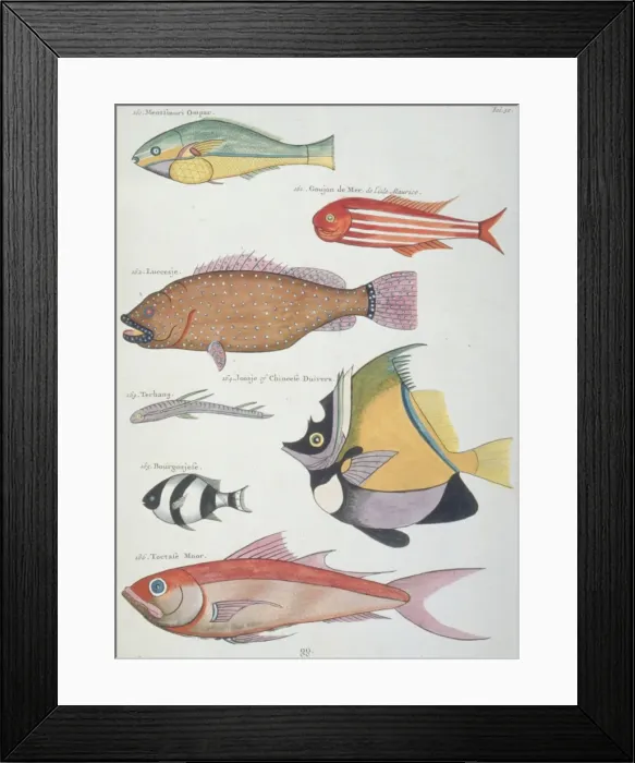 Framed Print : Colourful illustration of seven fish Framed Print : Colourful illustration of seven fish