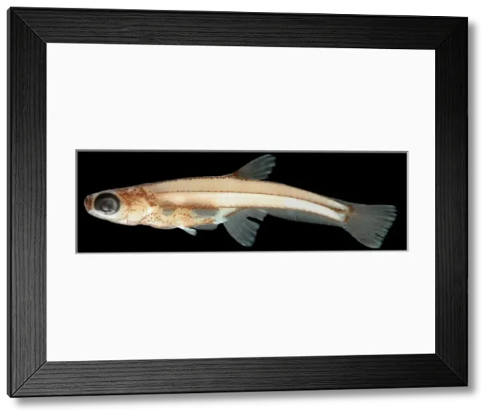 Framed Print : Paedocypris progenetica (female) Framed Print : Paedocypris progenetica (female)