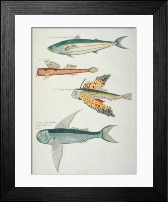Framed Print : Colourful illustration of four fish Framed Print : Colourful illustration of four fish