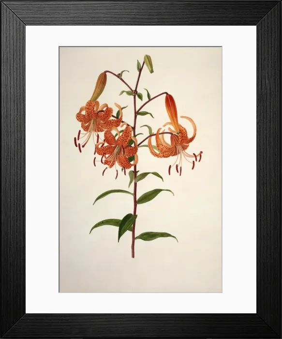 Framed Print : Lilium sp. lily Framed Print : Lilium sp. lily