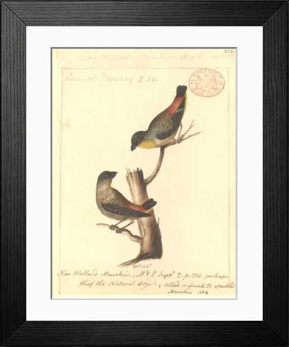 Framed Print : Pardalotus punctatus, spotted pardalote Framed Print : Pardalotus punctatus, spotted pardalote