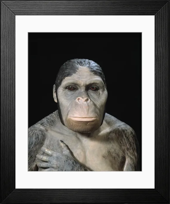 Framed Print : Australopithecus africanus Framed Print : Australopithecus africanus