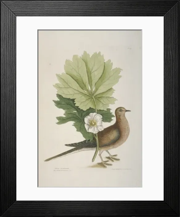 Framed Print : Zenaida macroura, mourning dove Framed Print : Zenaida macroura, mourning dove