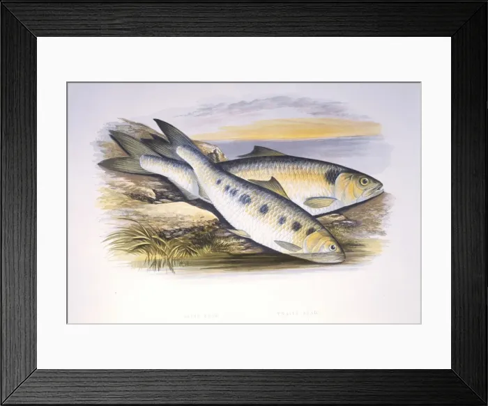 Framed Print : Clupea finta, twaite shad Framed Print : Clupea finta, twaite shad