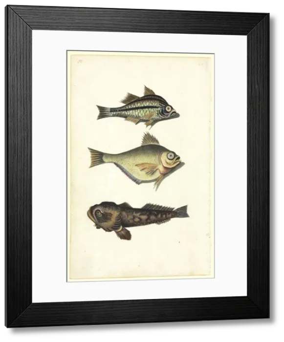 Framed Print : Watercolour 50 from the Watling Collection
