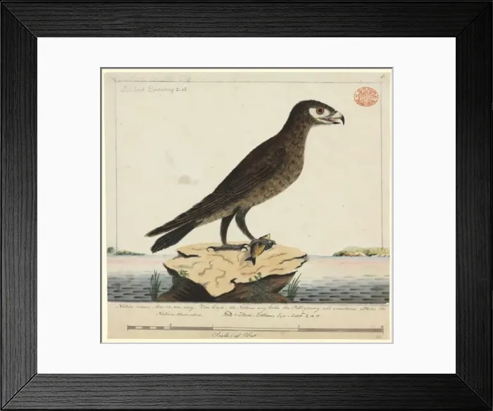 Framed Print : Aquila audax, wedge-tailed eagle Framed Print : Aquila audax, wedge-tailed eagle
