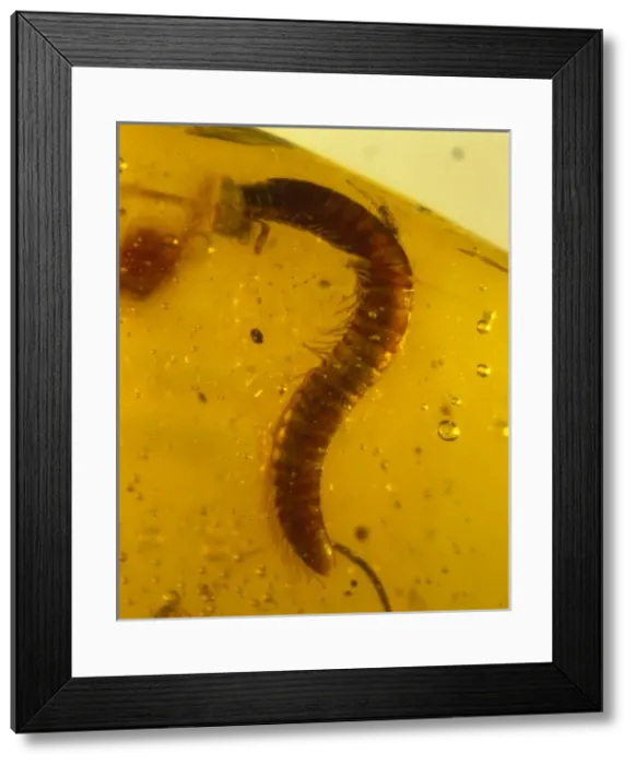 Framed Print : Millipede in amber Framed Print : Millipede in amber