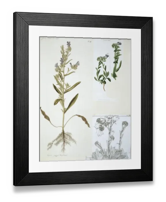 Framed Print : Echium plantagineum, salvation Jane Framed Print : Echium plantagineum, salvation Jane