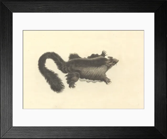 Framed Print : Petaurus australis, yellow-bellied glider Framed Print : Petaurus australis, yellow-bellied glider