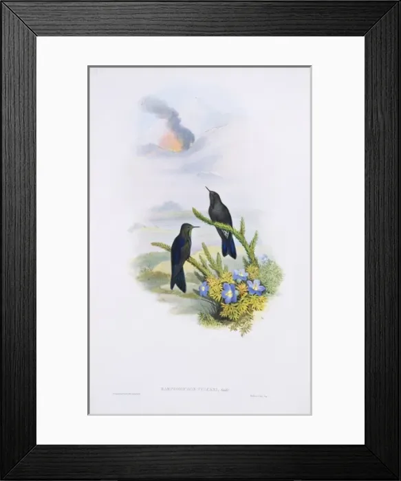 Framed Print : Chalcostigma stanleyi vulcani, blue-mantled thornbill Framed Print : Chalcostigma stanleyi vulcani, blue-mantled thornbill