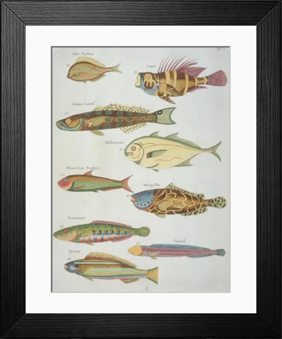 Framed Print : Colourful illustration of nine fish Framed Print : Colourful illustration of nine fish