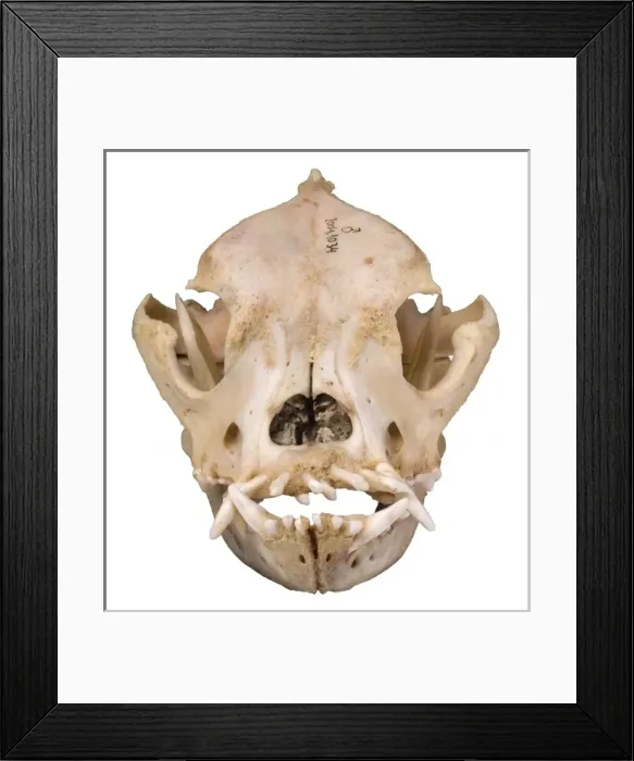 Framed Print : Bulldog cranium 2004 Framed Print : Bulldog cranium 2004