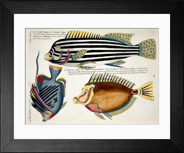 Framed Print : Colourful illustration of three fish Framed Print : Colourful illustration of three fish
