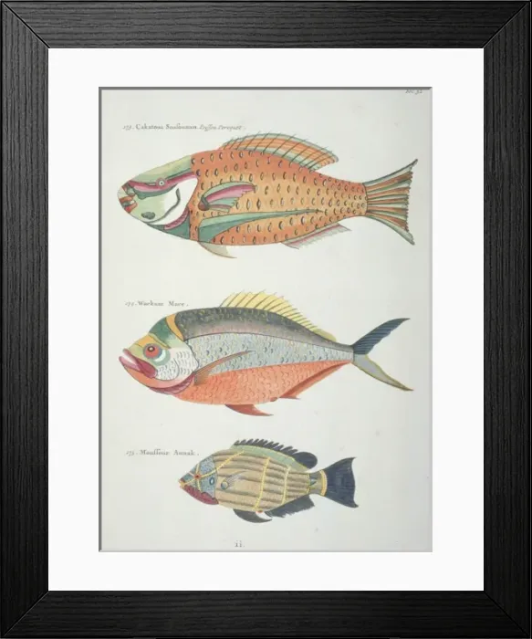 Framed Print : Colourful illustration of three fish