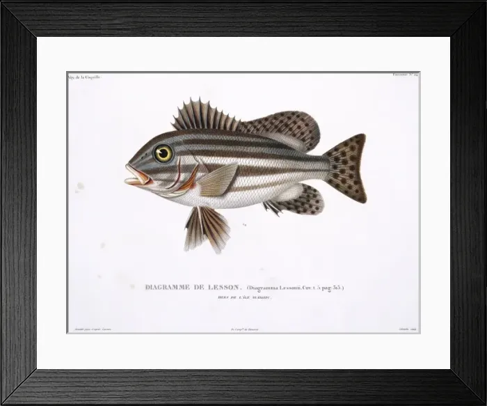 Framed Print : Plate 24 by Louis-Isidore Duperrey Framed Print : Plate 24 by Louis-Isidore Duperrey
