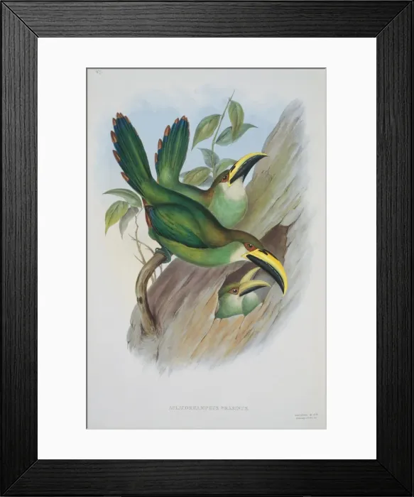 Framed Print : Aulacorhamphus prasinus, emerald toucanet Framed Print : Aulacorhamphus prasinus, emerald toucanet