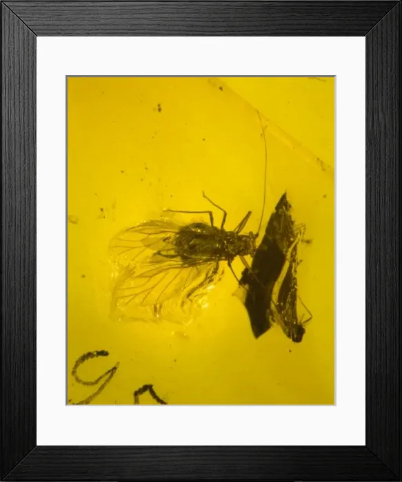 Framed Print : Aphid in amber Framed Print : Aphid in amber