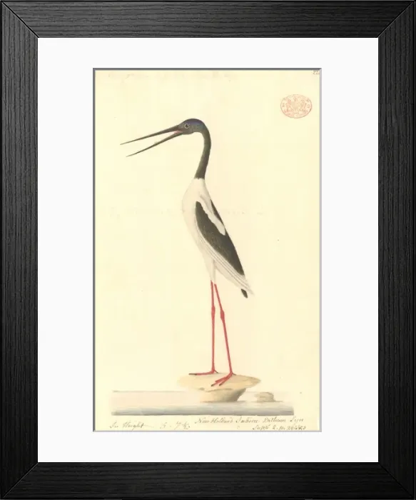 Framed Print : Ephippiorhynchus asiaticus, black-necked stork Framed Print : Ephippiorhynchus asiaticus, black-necked stork