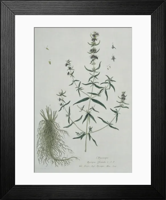 Framed Print : Hyssopus officinalis, hyssop Framed Print : Hyssopus officinalis, hyssop