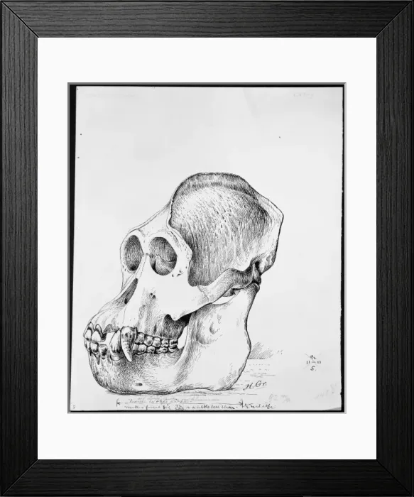 Framed Print : Pongo pygmaeus, orangutan Framed Print : Pongo pygmaeus, orangutan