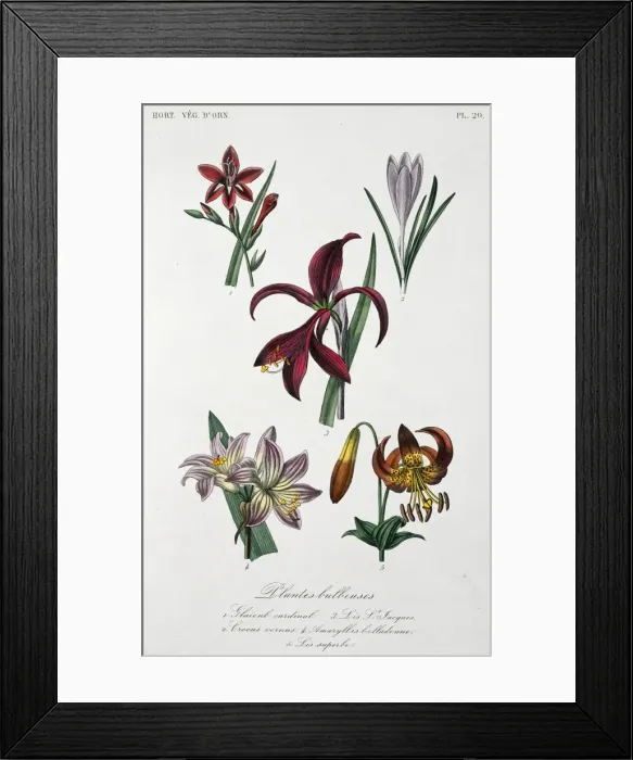 Framed Print : Bulbous plants Framed Print : Bulbous plants