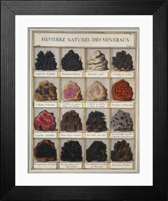Framed Print : Plate 6a from Histoire naturelle? (1789) Framed Print : Plate 6a from Histoire naturelle? (1789)