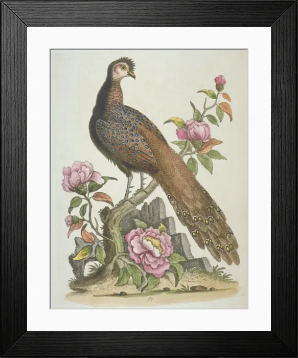 Framed Print : Polyplectron bicalcaratum, grey peacock-pheasant Framed Print : Polyplectron bicalcaratum, grey peacock-pheasant
