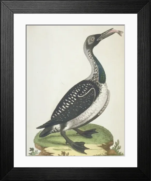 Framed Print : Gavia artica, black-throated diver Framed Print : Gavia artica, black-throated diver