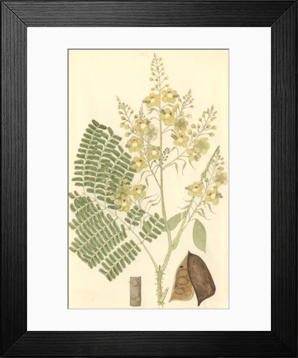 Framed Print : Caesalpinia sappan, Indian redwood Framed Print : Caesalpinia sappan, Indian redwood