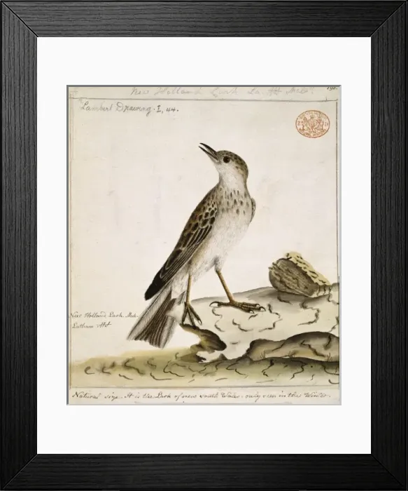 Framed Print : Anthus novaeseelandiae, New Zealand pipit Framed Print : Anthus novaeseelandiae, New Zealand pipit