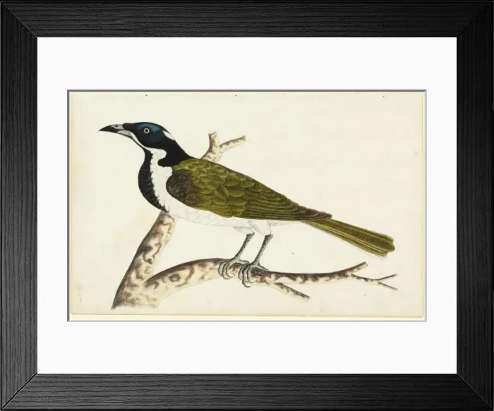 Framed Print : Entomyzon cyanotis, blue-faced honeyeater Framed Print : Entomyzon cyanotis, blue-faced honeyeater
