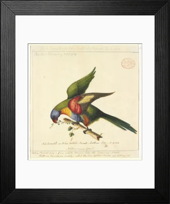 Framed Print : Trichoglossus haematodus moluccanus, rainbow lorikeet Framed Print : Trichoglossus haematodus moluccanus, rainbow lorikeet