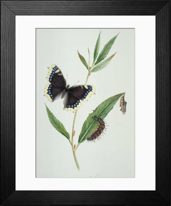 Framed Print : Nymphalis antiopa, Camberwell beauty Framed Print : Nymphalis antiopa, Camberwell beauty