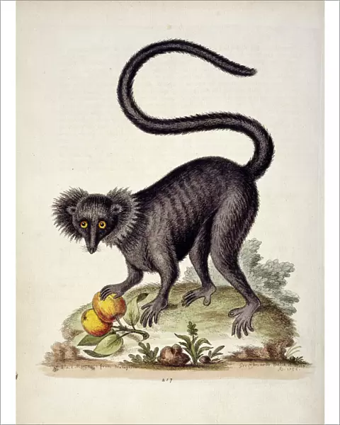 Eulemur macaco, black lemur