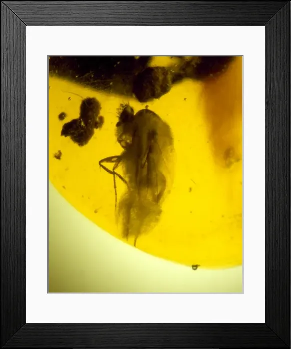 Framed Print : Scuttle fly in Dominican amber Framed Print : Scuttle fly in Dominican amber