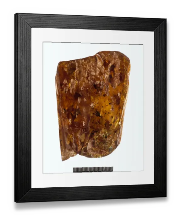 Framed Print : Colombian copal Framed Print : Colombian copal