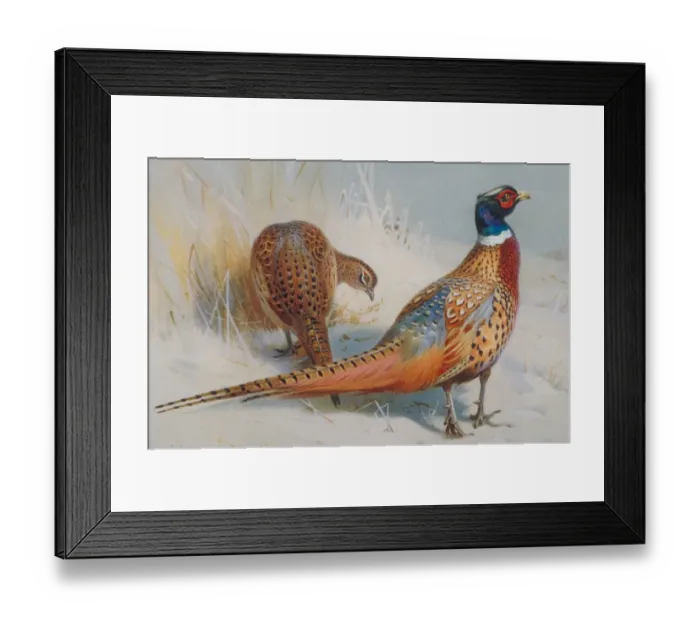 Framed Print : Phasianus colchicus, common pheasant Framed Print : Phasianus colchicus, common pheasant