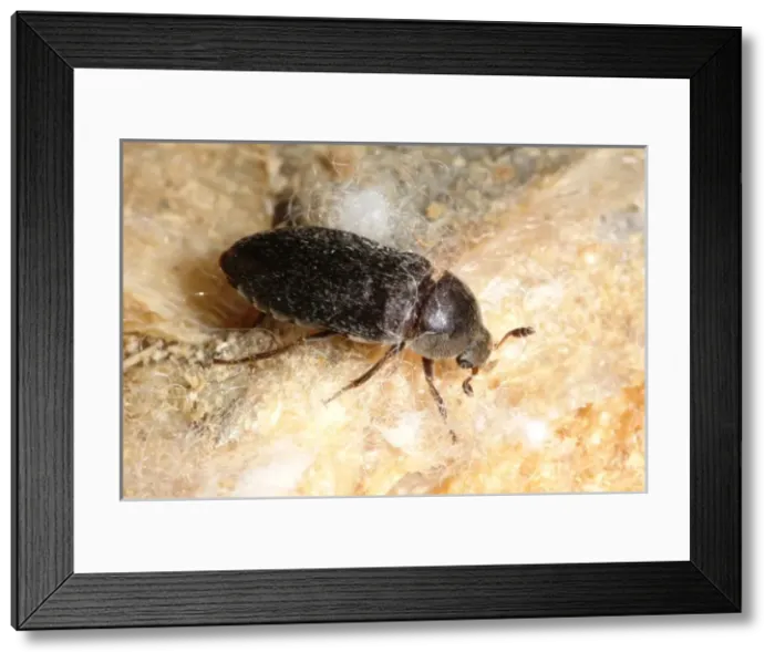 Framed Print : Dermestes maculatus, flesh-eating beetle Framed Print : Dermestes maculatus, flesh-eating beetle