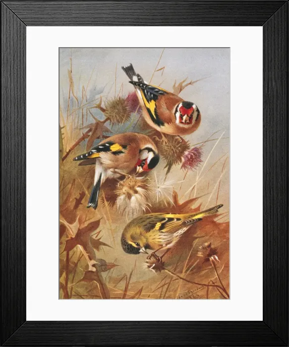 Framed Print : Carduelis carduelis, European goldfinch, Carduelis spinus, E Framed Print : Carduelis carduelis, European goldfinch, Carduelis spinus, E