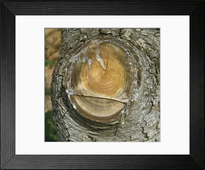 Framed Print : Resin from a cedar tree Framed Print : Resin from a cedar tree