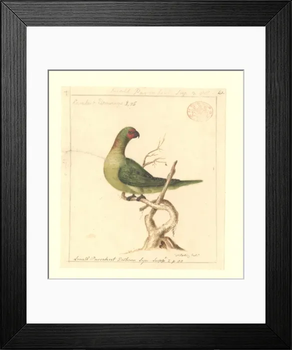 Framed Print : Glossopsitta pusilla, little lorikeet Framed Print : Glossopsitta pusilla, little lorikeet