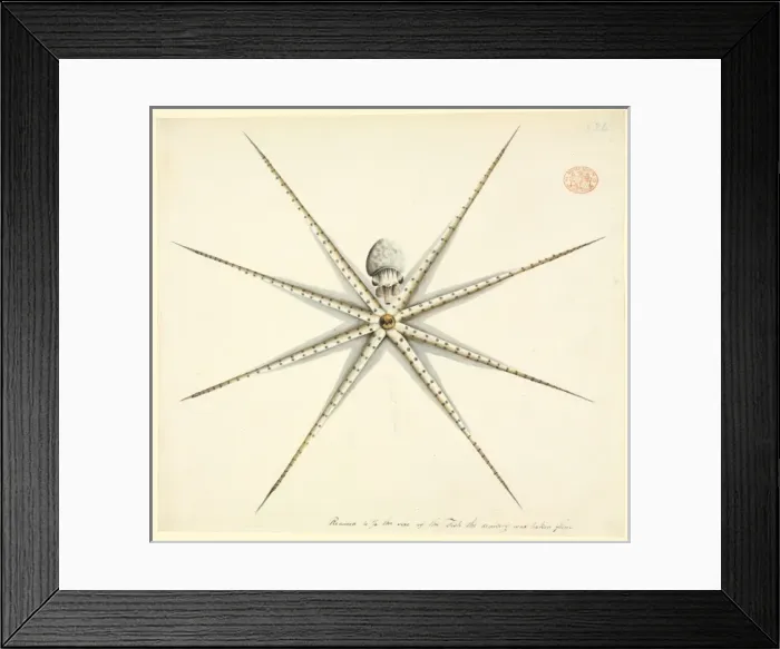 Framed Print : Octopus. Watercolour 400 by the Port Jackson Painter, from the Watling Collection Framed Print : Octopus. Watercolour 400 by the Port Jackson Painter, from the Watling Collection