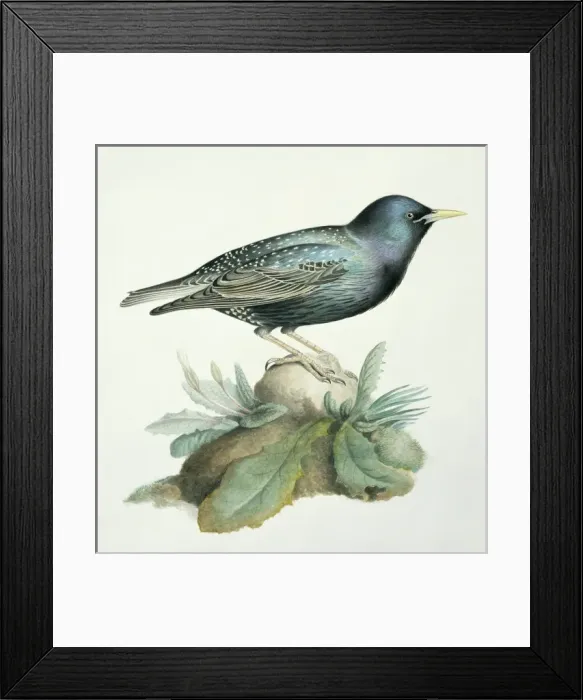 Framed Print : Sturnus vulgaris, starling Framed Print : Sturnus vulgaris, starling