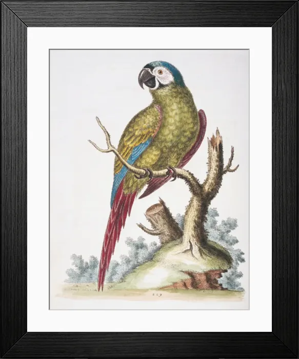 Framed Print : Ara severus, chestnut-fronted maccaw Framed Print : Ara severus, chestnut-fronted maccaw