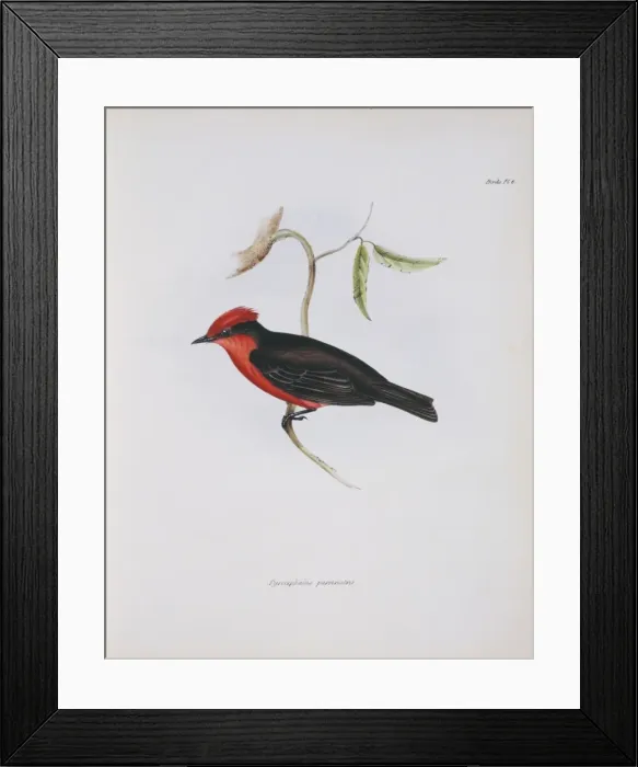 Framed Print : Pyrocephalus rubinus, vermilion flycatcher Framed Print : Pyrocephalus rubinus, vermilion flycatcher