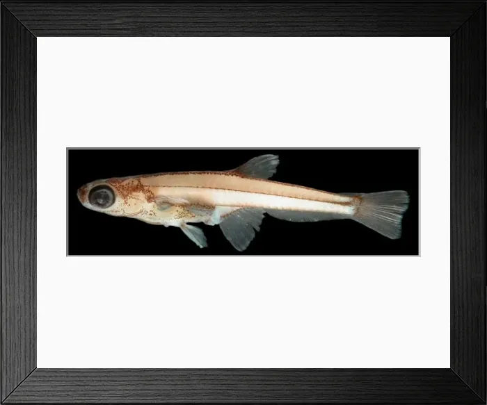 Framed Print : Paedocypris progenetica (male) Framed Print : Paedocypris progenetica (male)