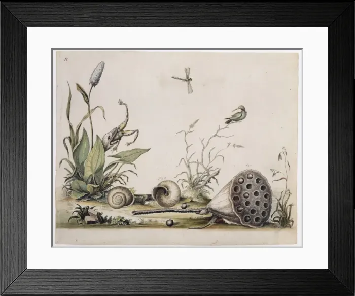 Framed Print : Nelumbo lutea, American lotus and Triodopsis albolabri, snai Framed Print : Nelumbo lutea, American lotus and Triodopsis albolabri, snai